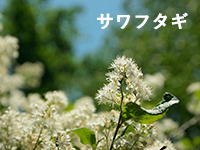C[W摜